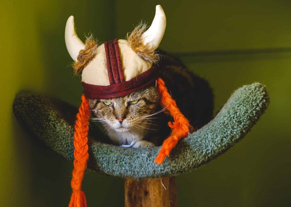 Où apprendre l'histoire des Vikings en Norvège ?